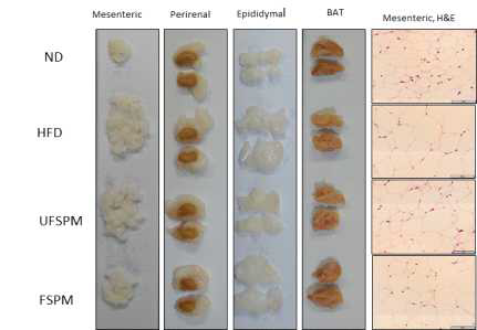 Mesenteric WAT, perirenal, epdiidymal, and BAT morphology and mesenteric H&E staining. BAT, brown adipose tissue.