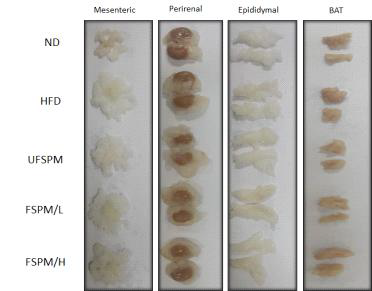 Mesenteric WAT, perirenal, epdiidymal, and BAT morphology and mesenteric H&E staining.