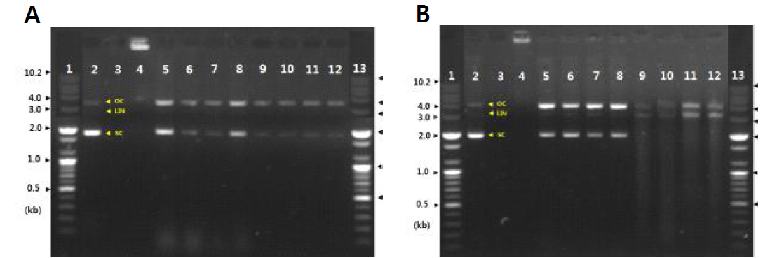 Protective effect of induced damage DNA on treated with soy-powder yogurt and cheonggukjang.