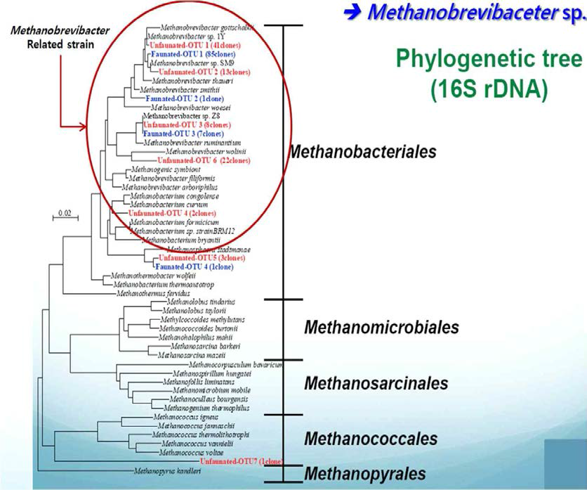 소 반추위내의 메탄생성 고세균 군집에 대한 분자생물학적 분류 분포도