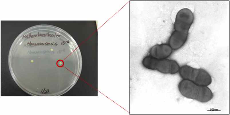 Methanobrevibacter boviskoreani JH1 고체배양 및 전자현미경 사진