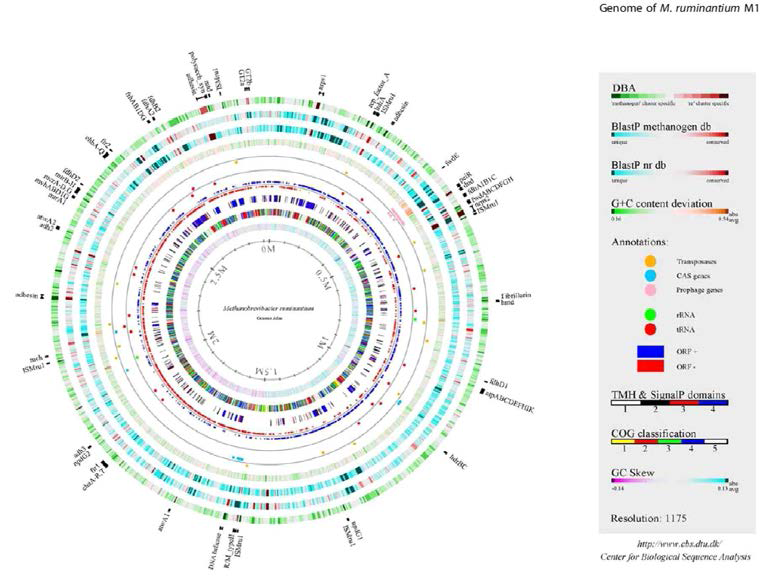 소 반추위 내 대표모델 메탄균인 Methanobrevibacter ruminantium M1 균주의 유전자 지도
