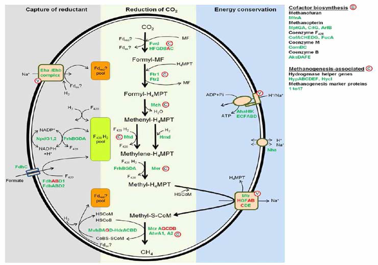 반추위 내 메탄생성 고세균에 의한 메탄 발효 대사 (methanogenesis pathway)