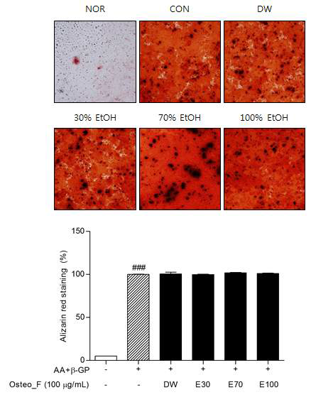 Mineralization in Saos-2 cells