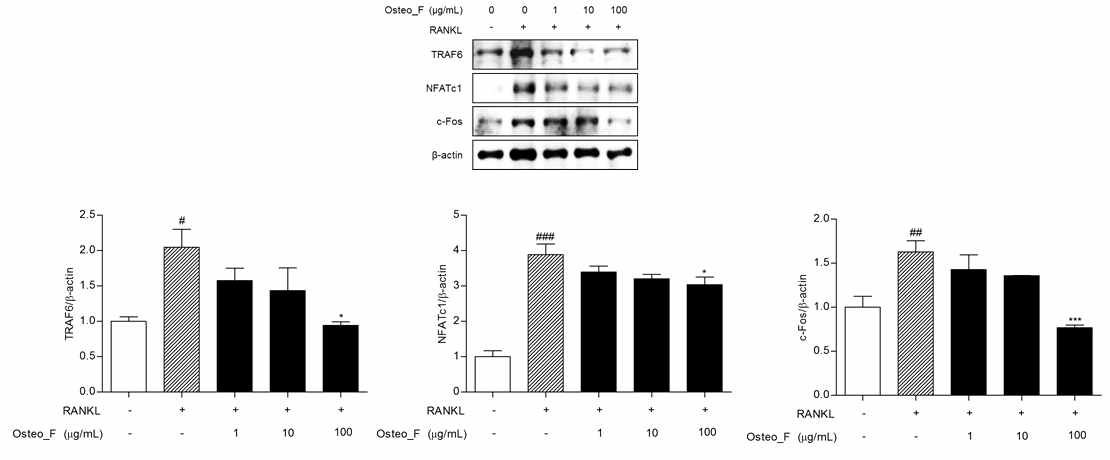 TRAF6, NFATc1 and c-Fos expressions in Raw 264.7 cells