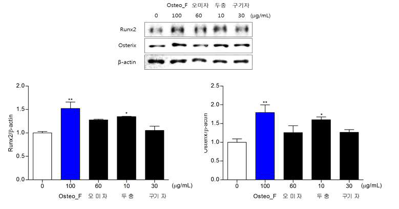 Runx2 and Osterix expression in Saos-2 cells