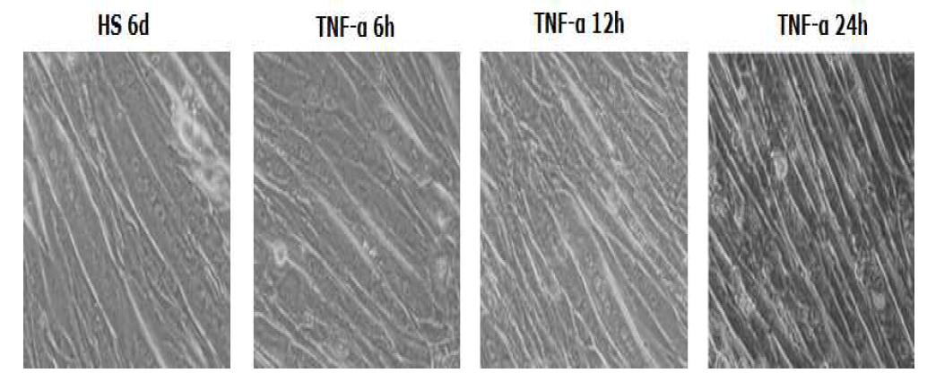 TNF-α 처리 시간에 따른 myotube의 직경 위축정도