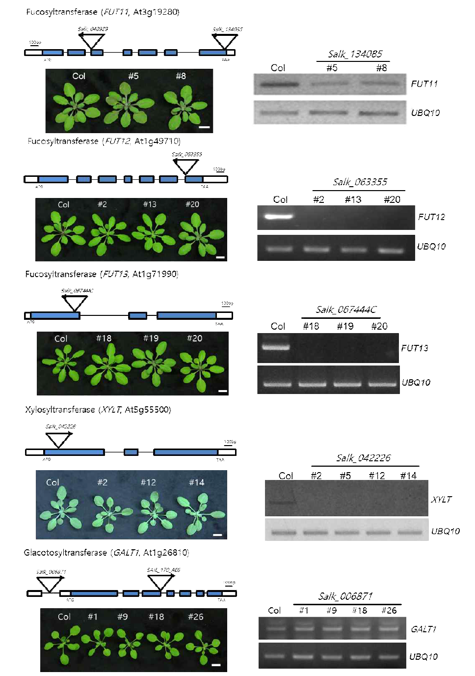 GT 유전자가 knock-out 또는 knock-down된 T-DNA lines. T-DNA 들어간 위치에 대한 유전자 지도, homo-line phenotype 사진, mRNA level이 확인된 젤 사진이 포함됨