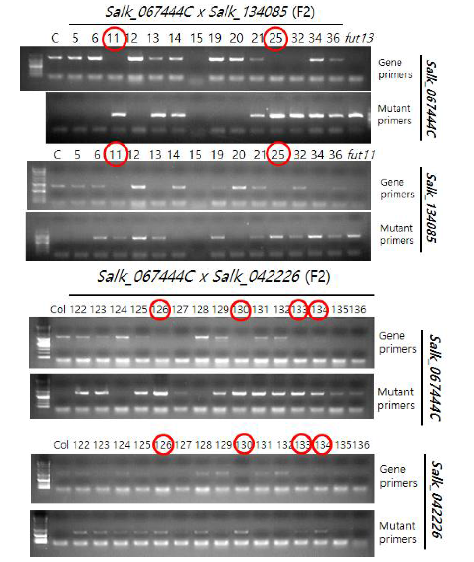 2개 GT 유전자가 knock-out 또는 knock-down된 T-DNA lines. ◯ double homo 확인된 line을 표시함.