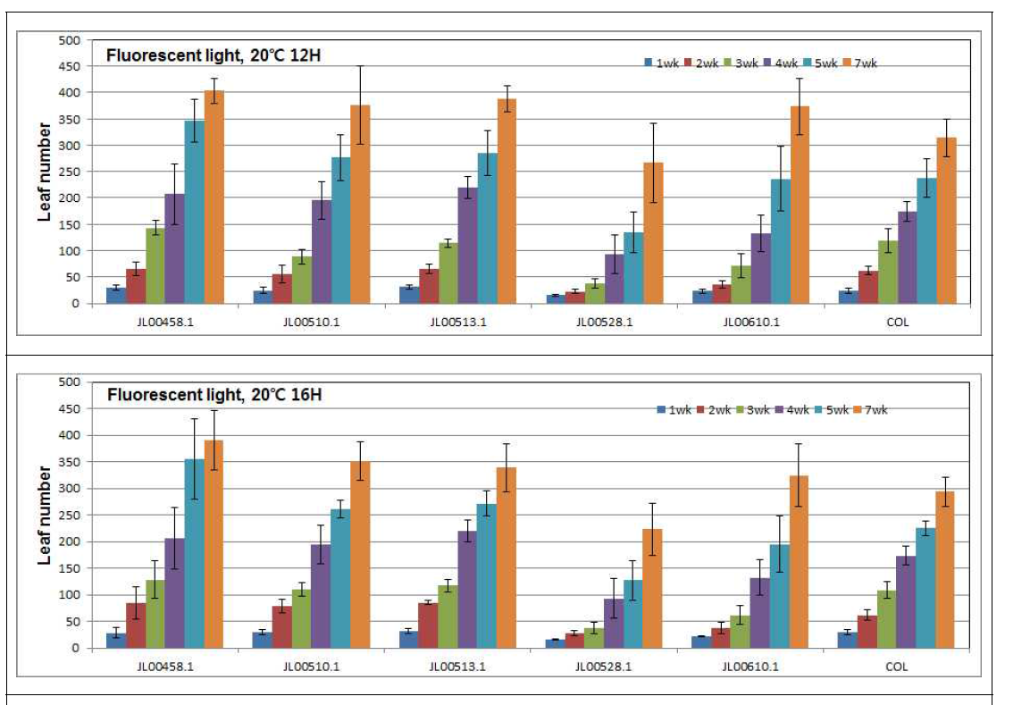 형광등 처리 조건에서 온도&시간 차이에 따른 애기장대 엽수의 변화 양상