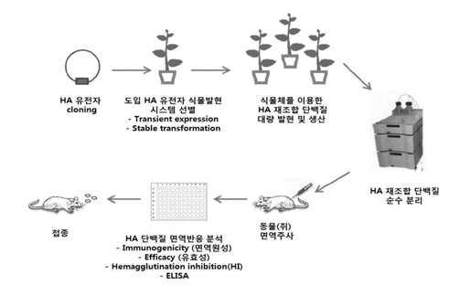 인플루엔자 바이러스 항원단백질 HA를 이용한 식물 발현 시스템, 단백질 분리, 정제 및 효능 검증 과정 모식도