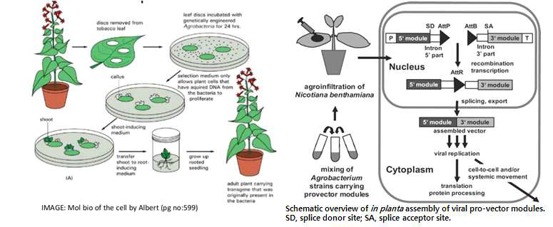 고전적인 식물 아그로박테리움 매개 형질전환 방법과 in planta 형질전환의 모식도