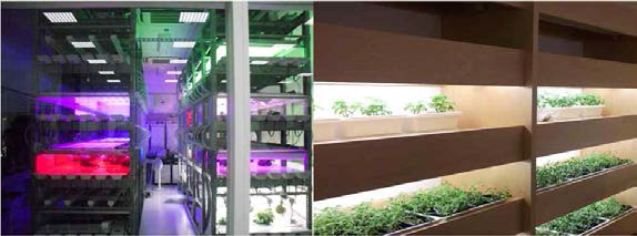 식물공장 가동효율 증대를 위해 LED를 사용하는 일본연구소