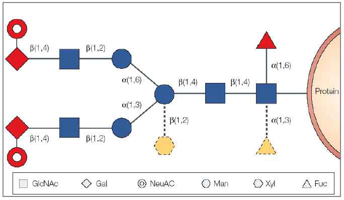 식물과 인간의 N-글리칸 구조의 차이.