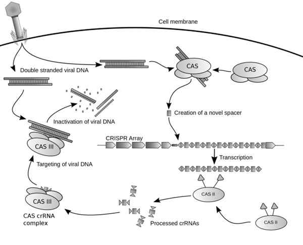 Natural Mechanisms of Microbial CRISPR Systems in Adaptive Immunity