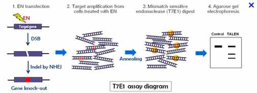 RGEN 방법에 의해 유도된 유전자 편집을 T7E1 효소로 확인하는 방법