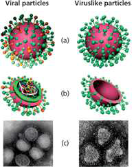 기존의 바이러스 particles과 바이 러스-like particles 비교