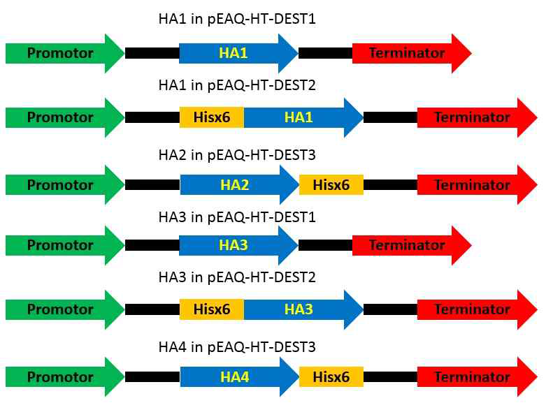 각기 다른 pEAQ-HT-DEST vector와 HA variants 조합을 보여주는 모식도
