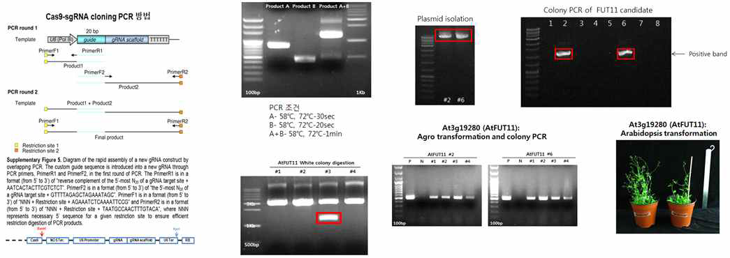 AtFUT11 클로닝 및 형질전환