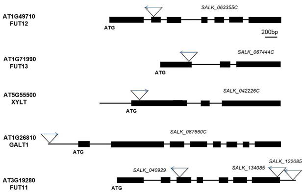 AtGTs 유전자 모식도