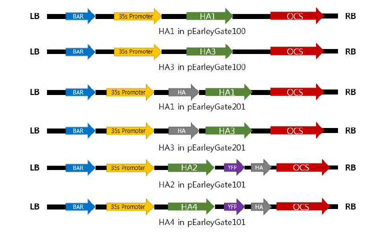 LR reaction을 진행한 HA 유전자와 pEarleyGate vector