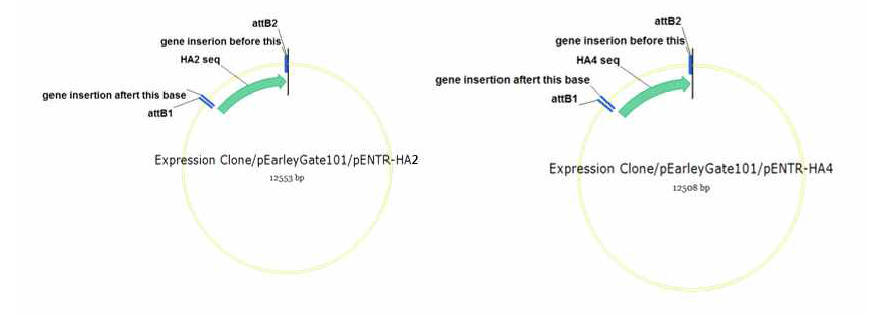 HA2 and HA4 in pEarleyGate101