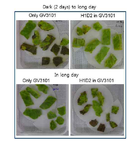 Representative line showing the agroinfiltration of GV3101 containing HA in pEAQ vectors.