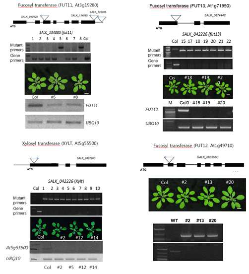 GT 유전자가 knock-out된 T-DNA lines. T-DNA 들어간 위치에 대한 유전자 지도, genotyping 결 과, homo-line phenotype 사진, mRNA level이 확인된 젤 사진이 포함됨