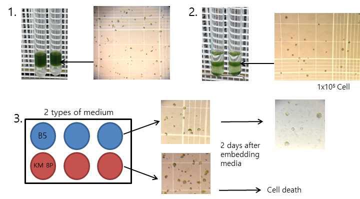 애기장대 원형질체 각 단계별 관찰 및 배양 배지 (1: 1차 분리; 2: 2차 분리, sucrose gradation; 3: 두 가지 배지에서 배양 결과)