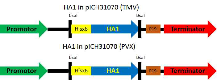 TMV와 PVX 벡터에 신호 펩티드를 제거하고 Hisx6 tag를 붙인 HA 유전자의조합을 보여주는 모식도