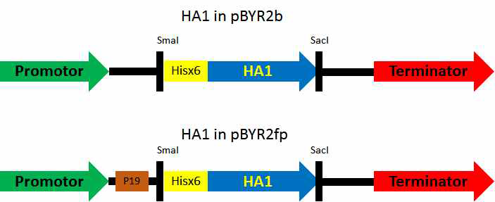 gemini벡터인 pBYR2b와 pBYR2fp 벡터에 신호 펩티드를 제거하고 Hisx6 tag를 붙인 HA 유전자의조합을 보여주는 모식도