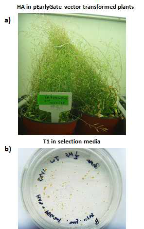 HA1 유전자가 들어간 pEarlyGate 벡터를 애기장 대에 형질전환 한 모습과 T1세대 selection 하고 있는 모습.