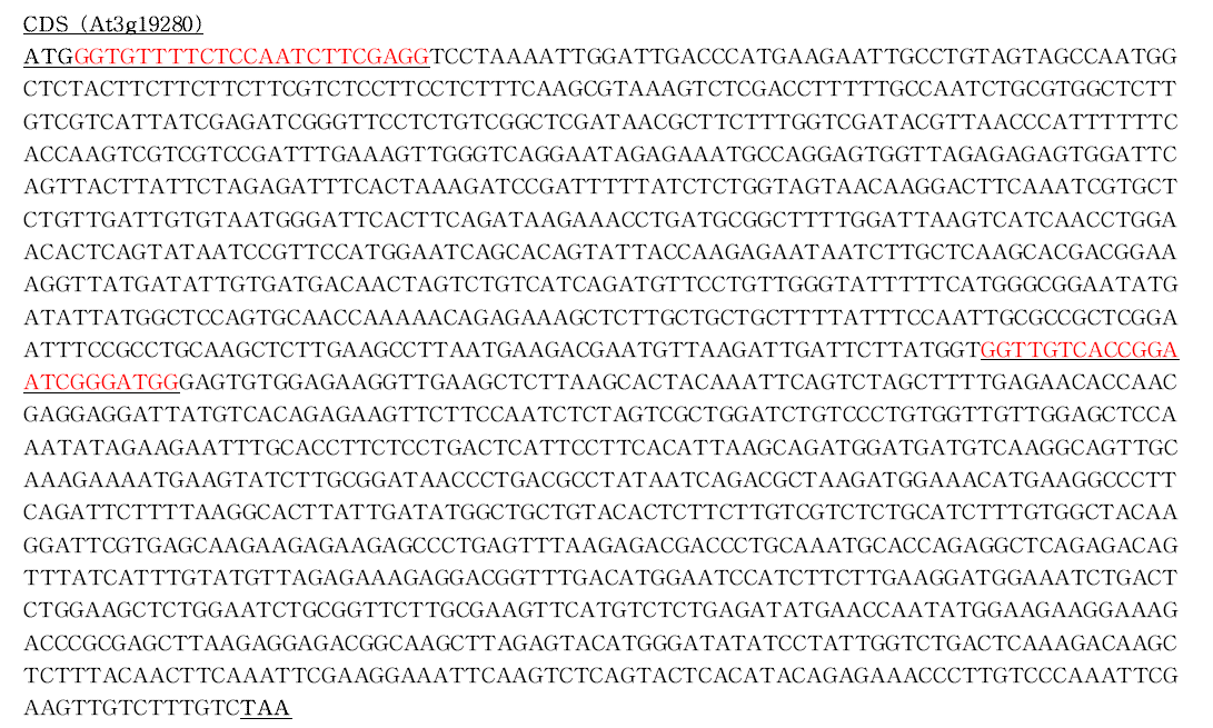 FUT11 (At3g19280) 유전자 서열 및 sgRNA site