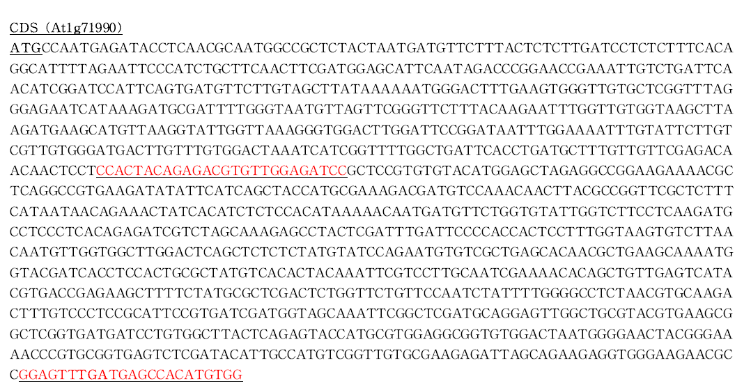 FUT13 (At1g71990) 유전자 서열 및 sgRNA site