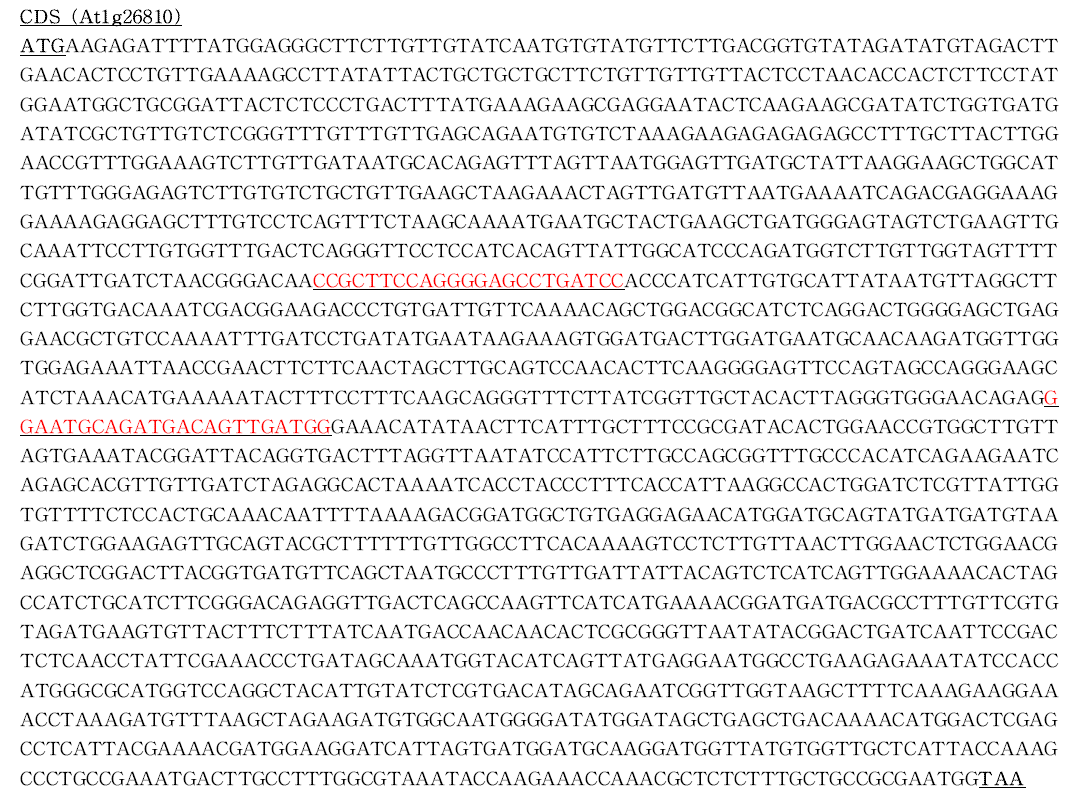GALT1 (At1g26810) 유전자 서열 및 sgRNA site
