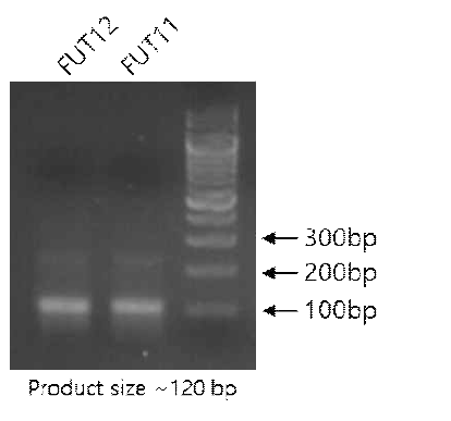 유전자 특이적/ 지속적 Oligo를 넣어 T4 중합효소와 반응시킨 PCR 산물