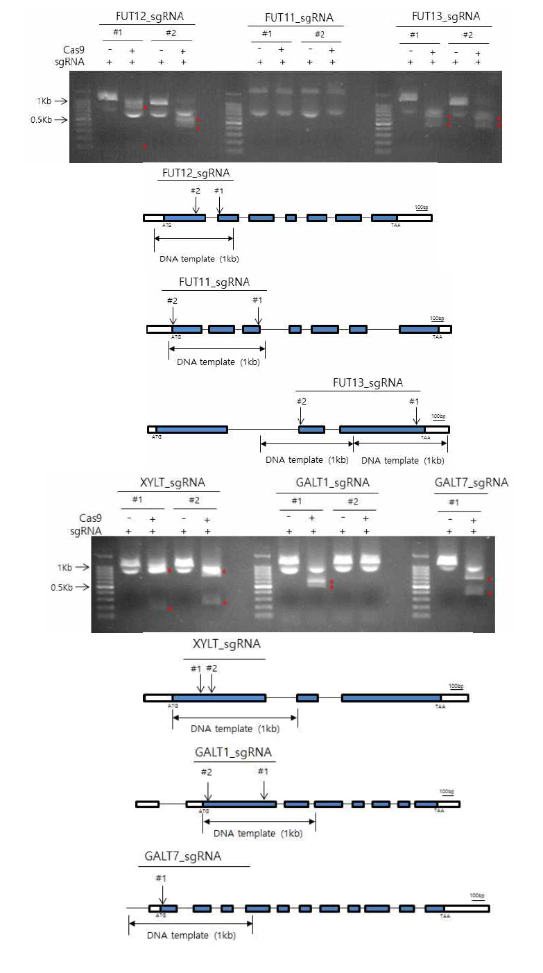 각 GT 유전자들의 In Vitro DNA cleavage assay 결과 및 sgRNA 위치