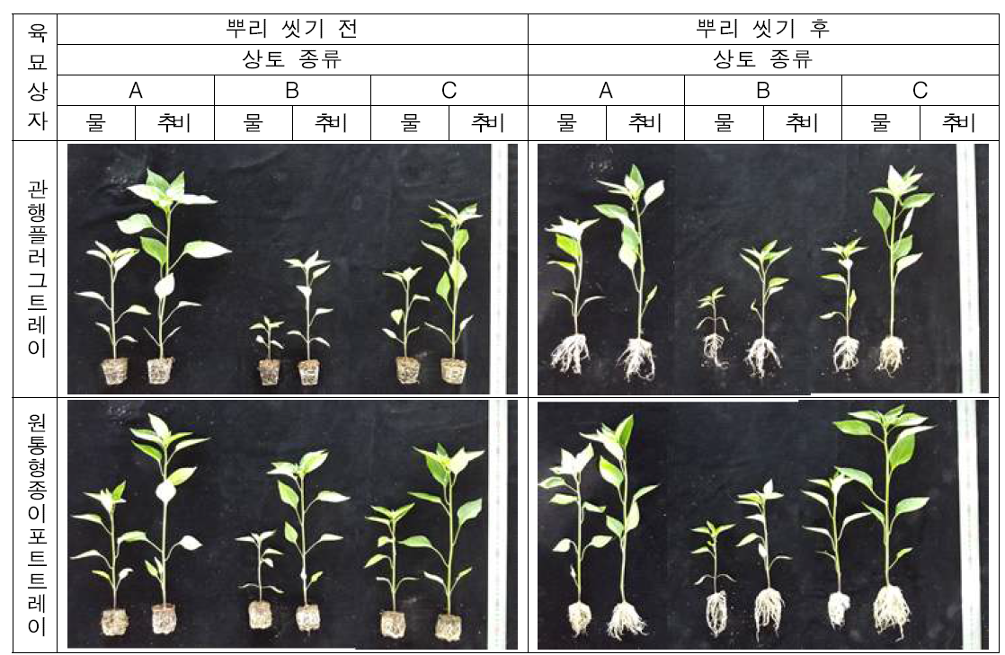 육묘 방식, 상토 종류 및 시비 처리에 따른 고추(녹광) 묘 생육 비교(10.6)