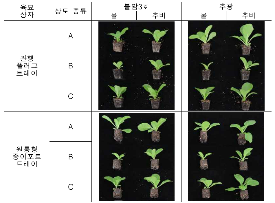 육묘 방식, 품종, 상토 종류 및 시비 처리에 따른 배추 묘 생육 비교(9.14)