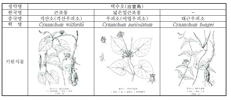 백수오 한중 기원식물 비교