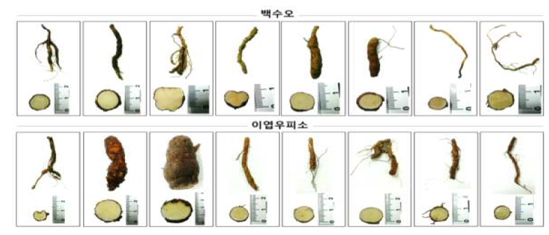 백수오와 이엽우피소의 뿌리 비교