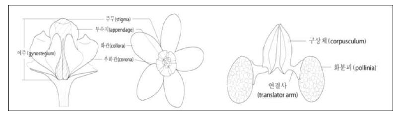 백미꽃속(Cynanchum)의 화기 및 화분구조