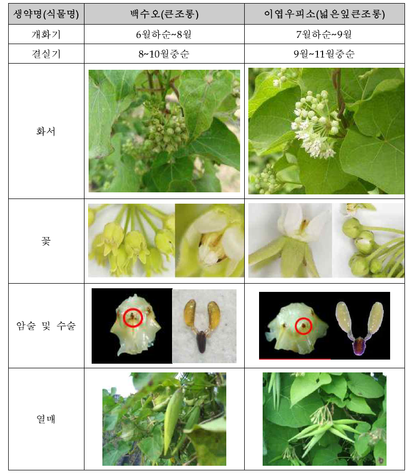 백수오(큰조롱)와 이엽우피소의 개화결실 비교