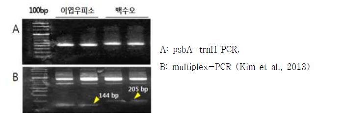 큰조롱 및 이엽우피소의 psbA-trnH 구간 PCR 및 multiplex-PCR 분석