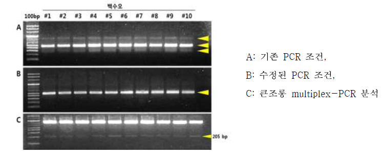 psbA-trnH 증폭 조건 수정 및 큰조롱 multiplex-PCR 분석