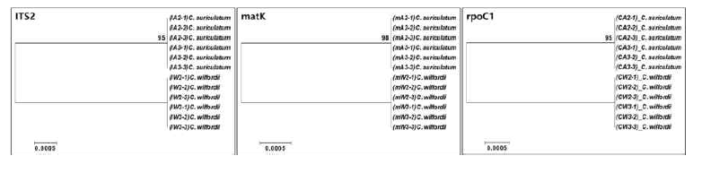 ITS2, matK 및 rpoC1 sequence를 바탕으로 한 phylogenetic tree