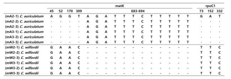 matK 및 rpoC1 유전자 구간 SNP 및 InDel 분석