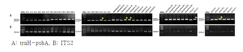 ITS2 및 trnH-psbA 바코드 PCR 분석 결과
