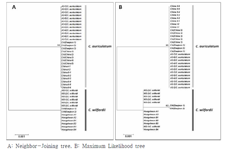 백수오 및 이엽우피소의 ITS2 염기서열을 대상으로 한 phylogenetic tree