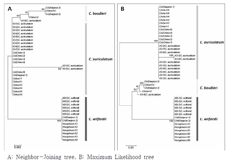 ITS2 및 trnH-psbA 염기서열 조합에 따른 phylogenetic tree